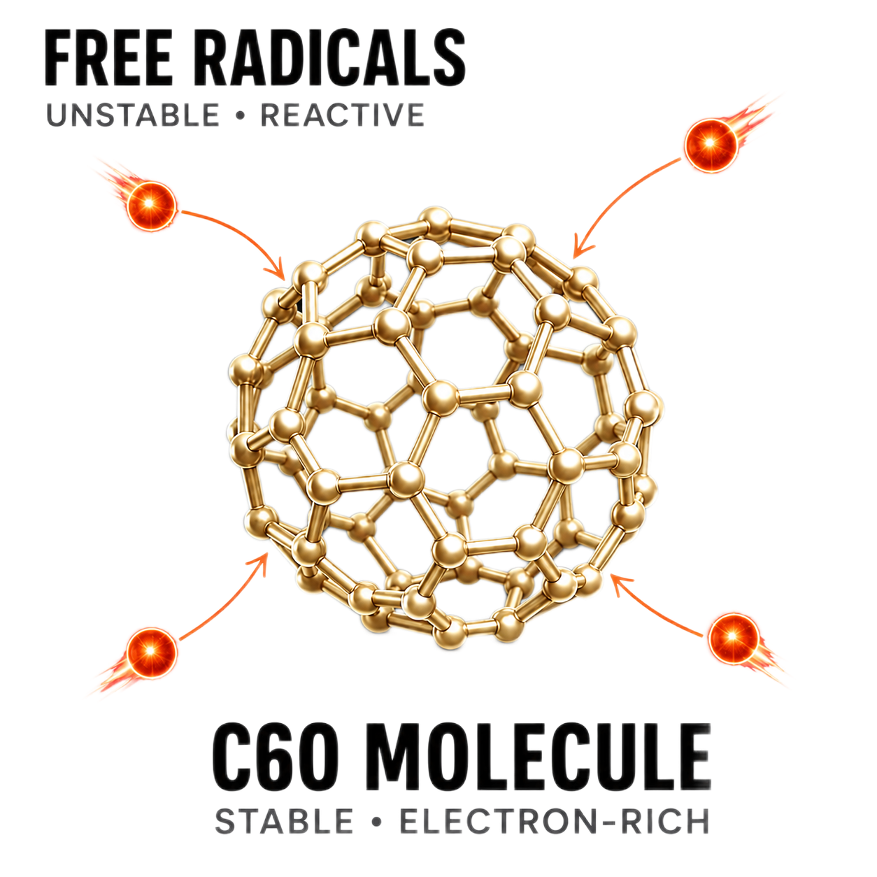 How C60 absorbs free radicals compared with ordinary antioxidants