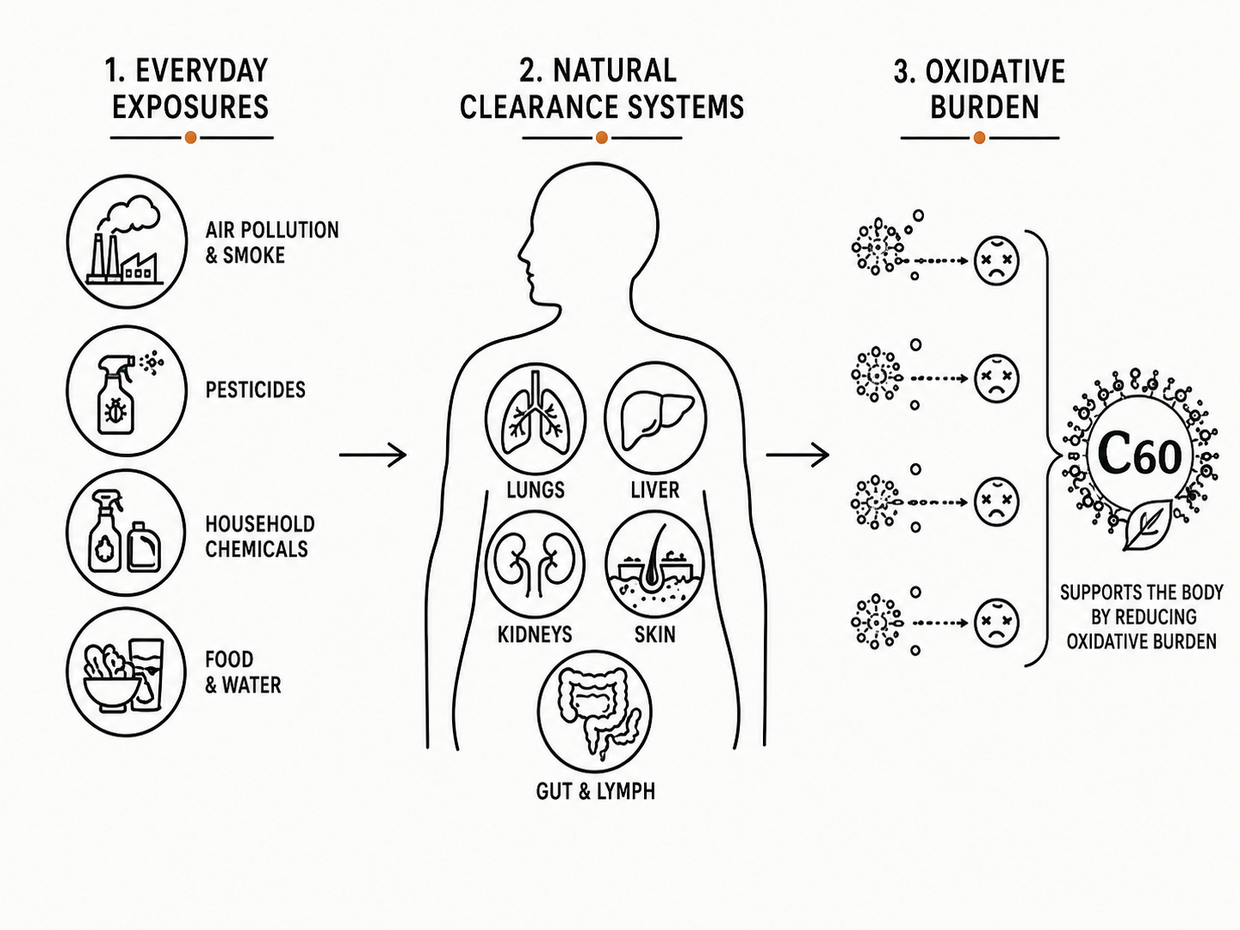 Where C60 supports the body